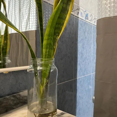 Luz's Retreat * Ponta Delgada